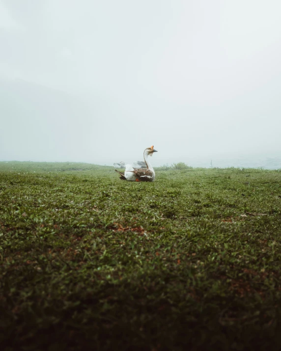 person in a field on a horse that is looking at the sky