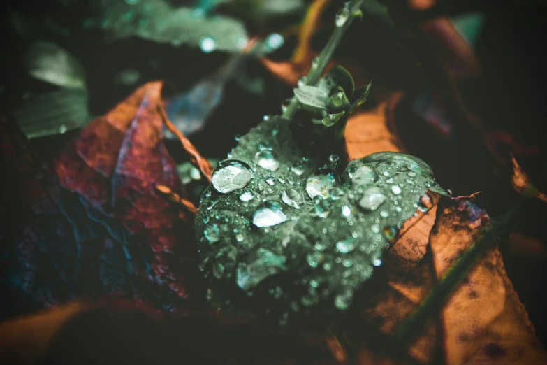 drops of water on top of green leaf in the sun