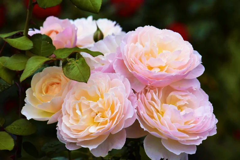 several pink roses blooming next to each other