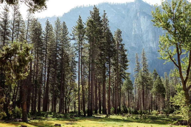 an image of the mountains from the trees