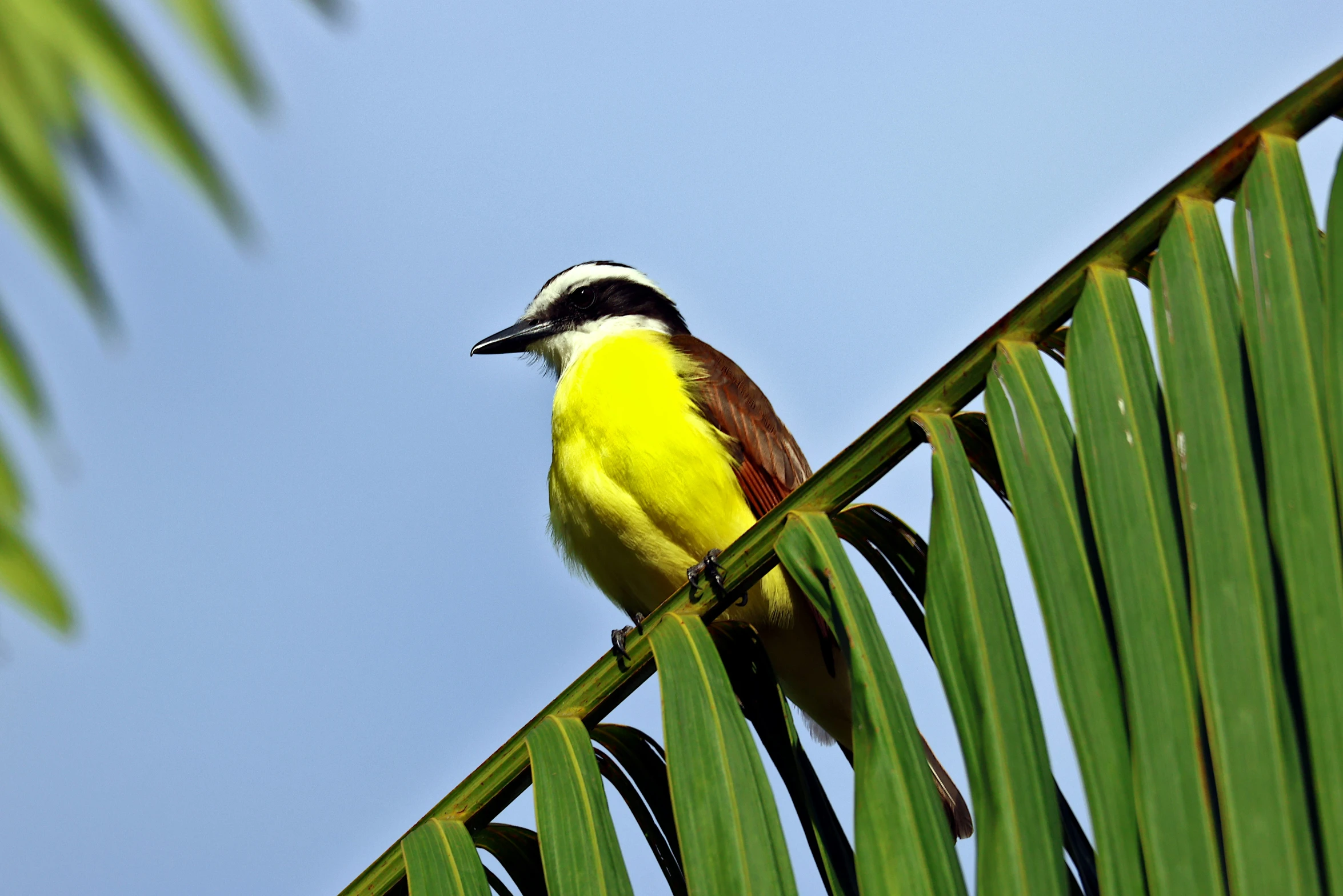 a bird sits on top of a large palm leaf