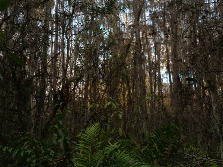 a jungle of trees and ferns surrounded by a dirt path