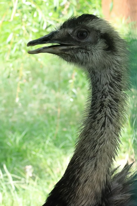 an ostrich looking out from behind the grass