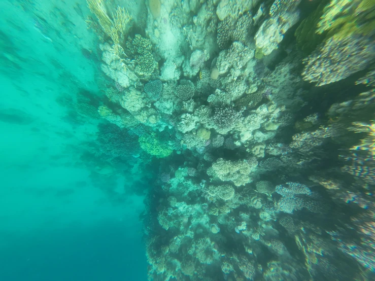 a fish swims around a coral in the ocean