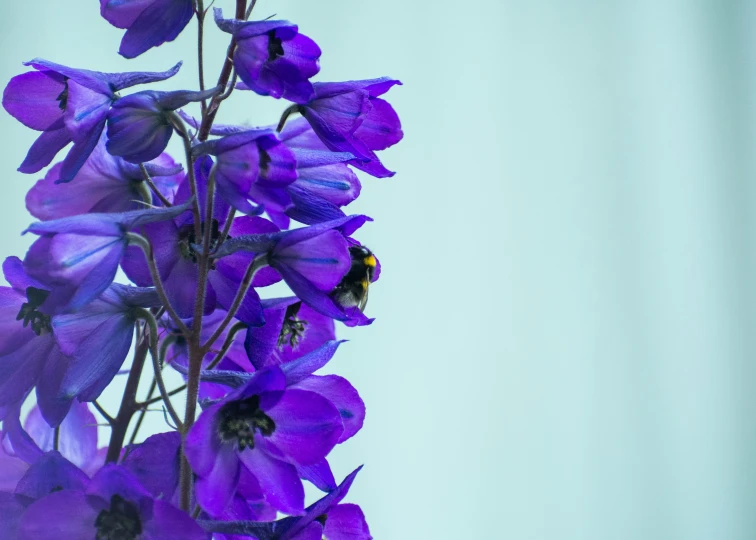 a bee on some purple flowers, with a blue background