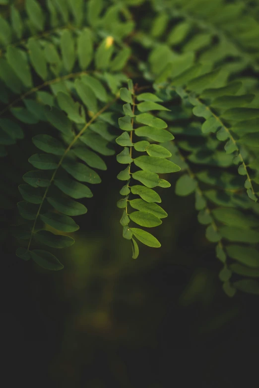 a fern leaf hanging down with lots of green