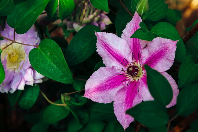 a small purple flower sitting on top of green leaves