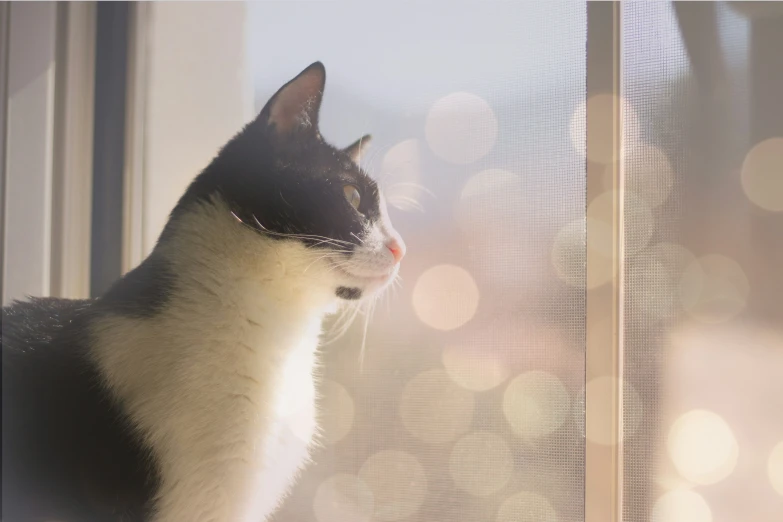 a cat sits in the window and looks out