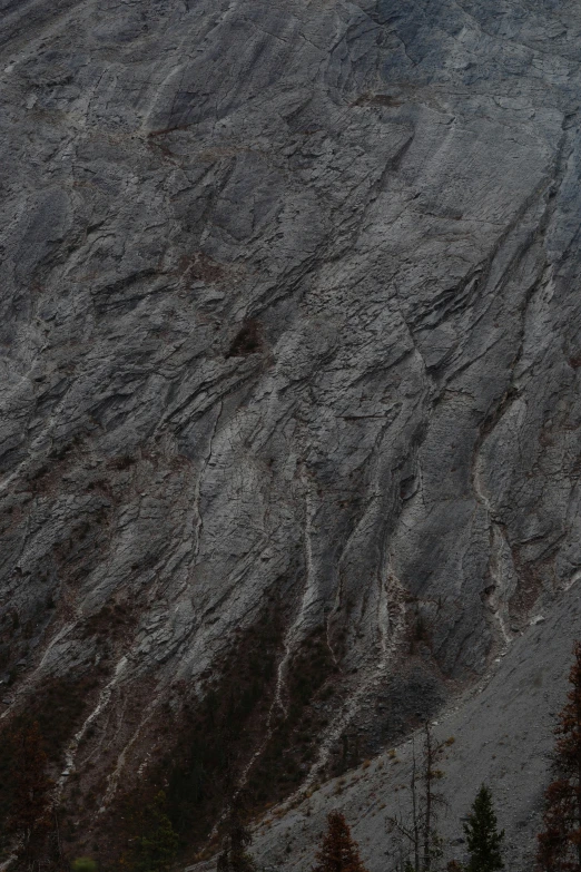 snow on a mountain with pine trees