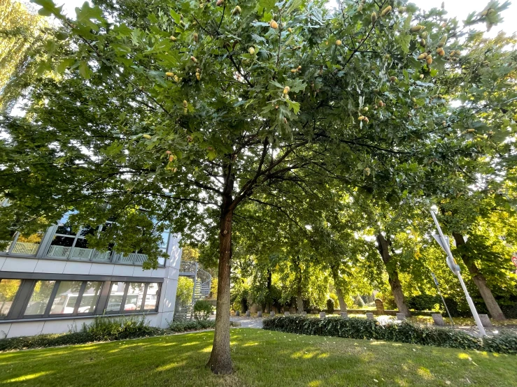 a leaf covered tree in a small park