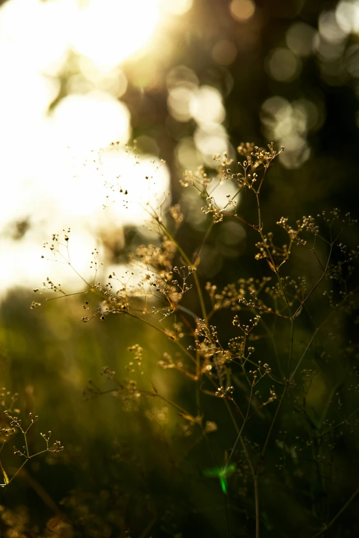 the sun is shining down on the green plants