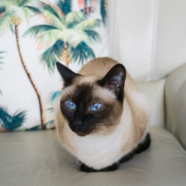 a siamese cat sitting on top of a white couch