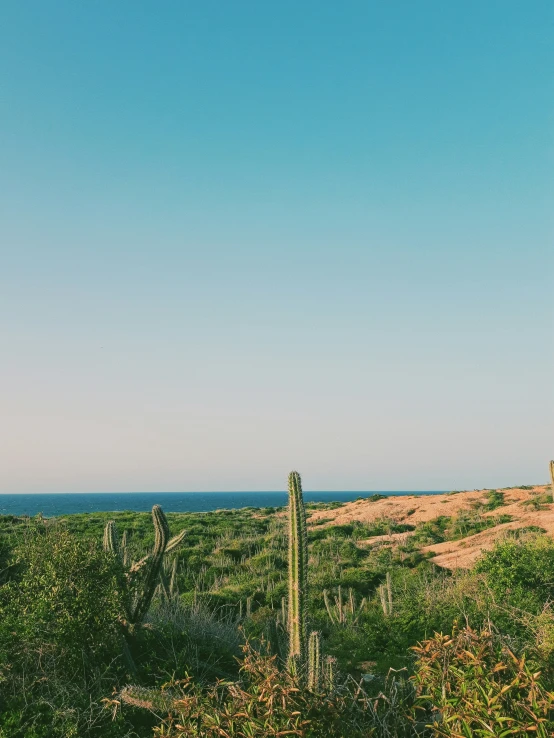 an elephant is walking through a grass and cactus field