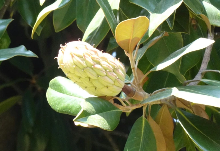 a large fruit growing on the tip of some leaves