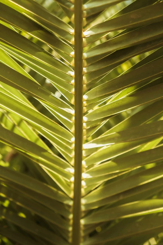 a po taken from under a banana leaf