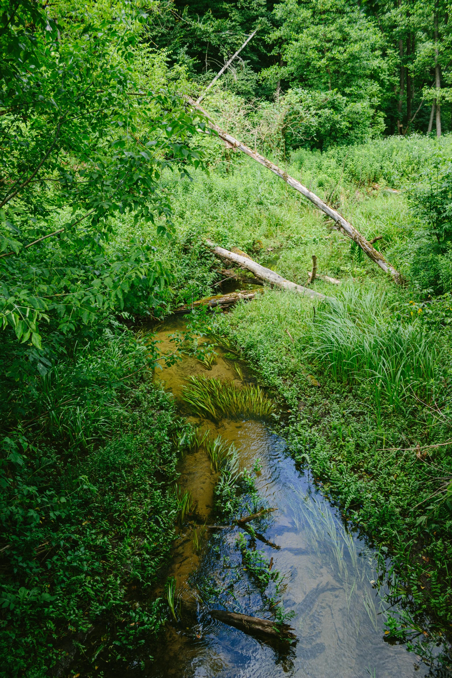 a small river runs through a wooded area