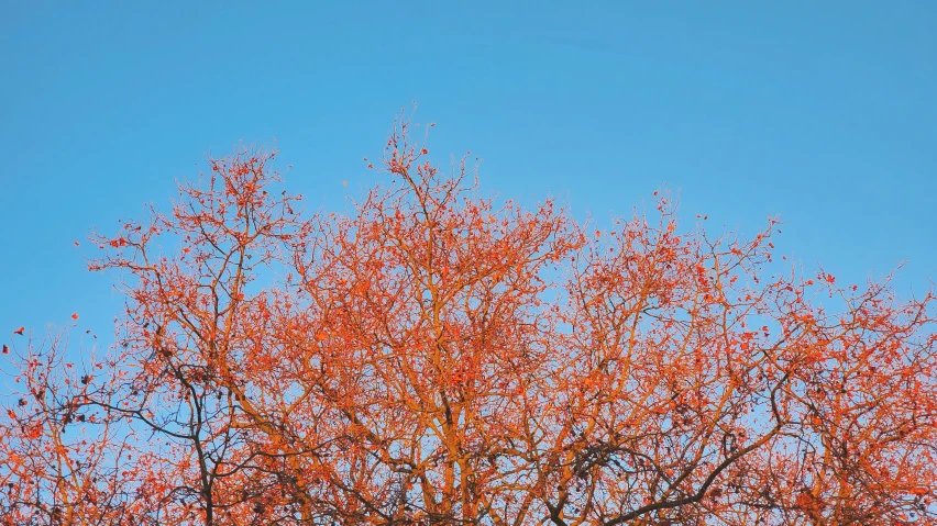 a single red tree with small orange leaves