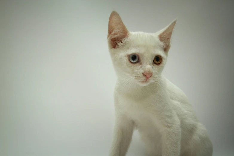 an image of a white cat with big eyes