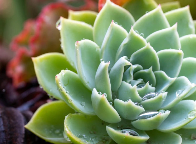 an ornate green plant with drops of water