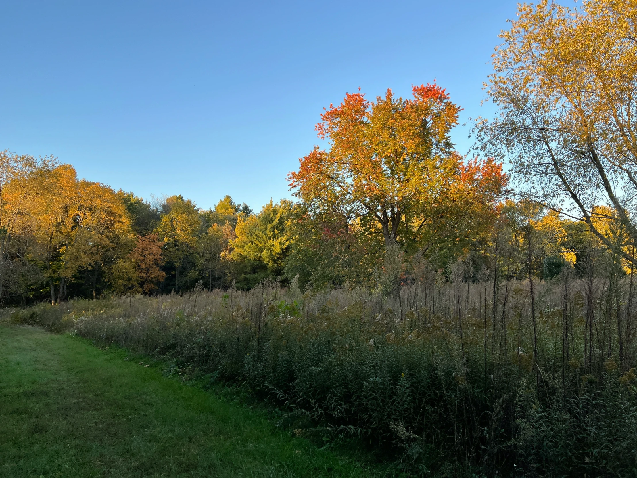 several trees next to the grass and trail