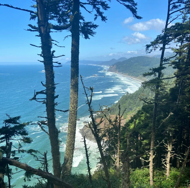 there are lots of trees near the ocean