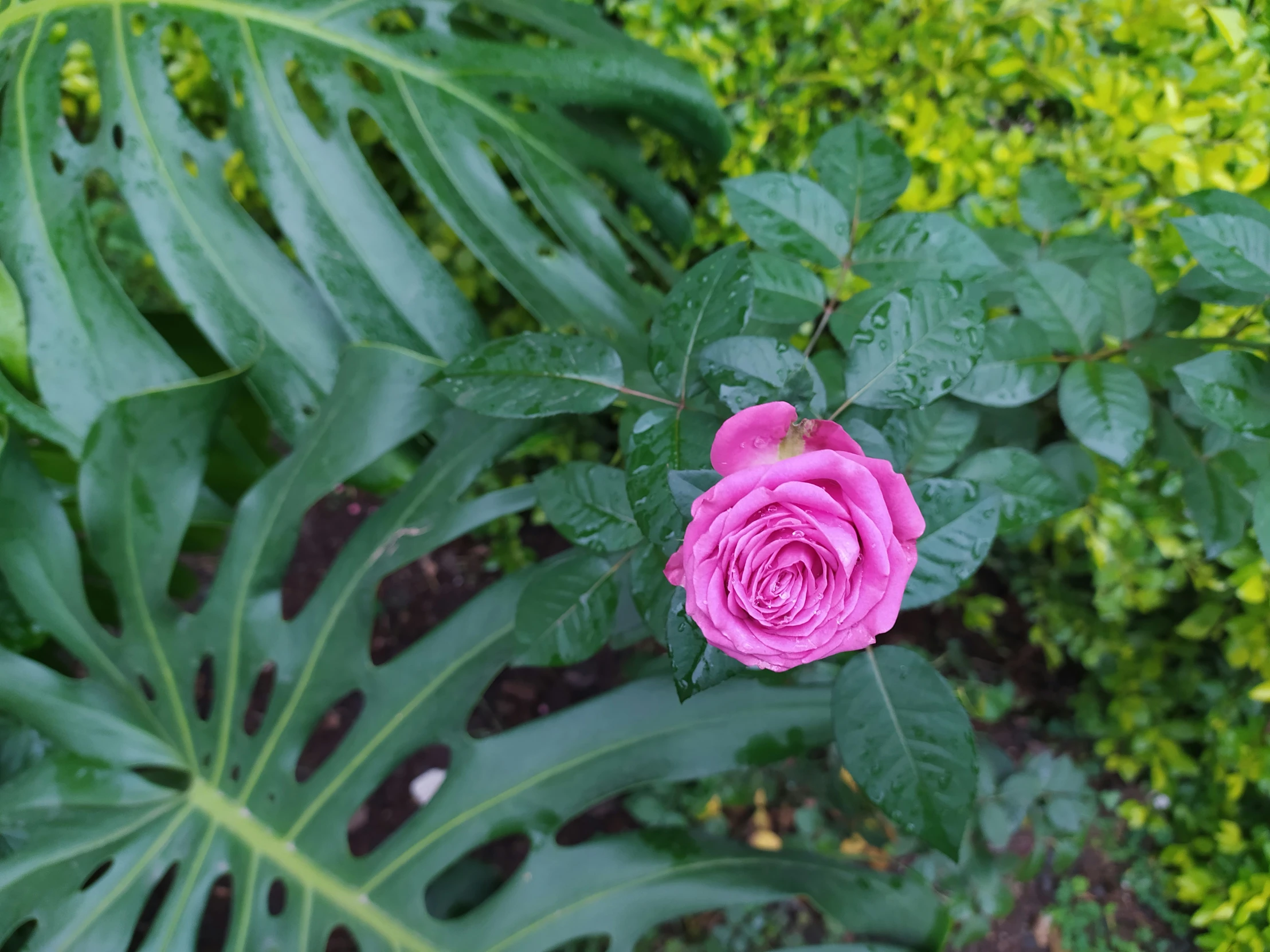 this is a pink rose with a green background