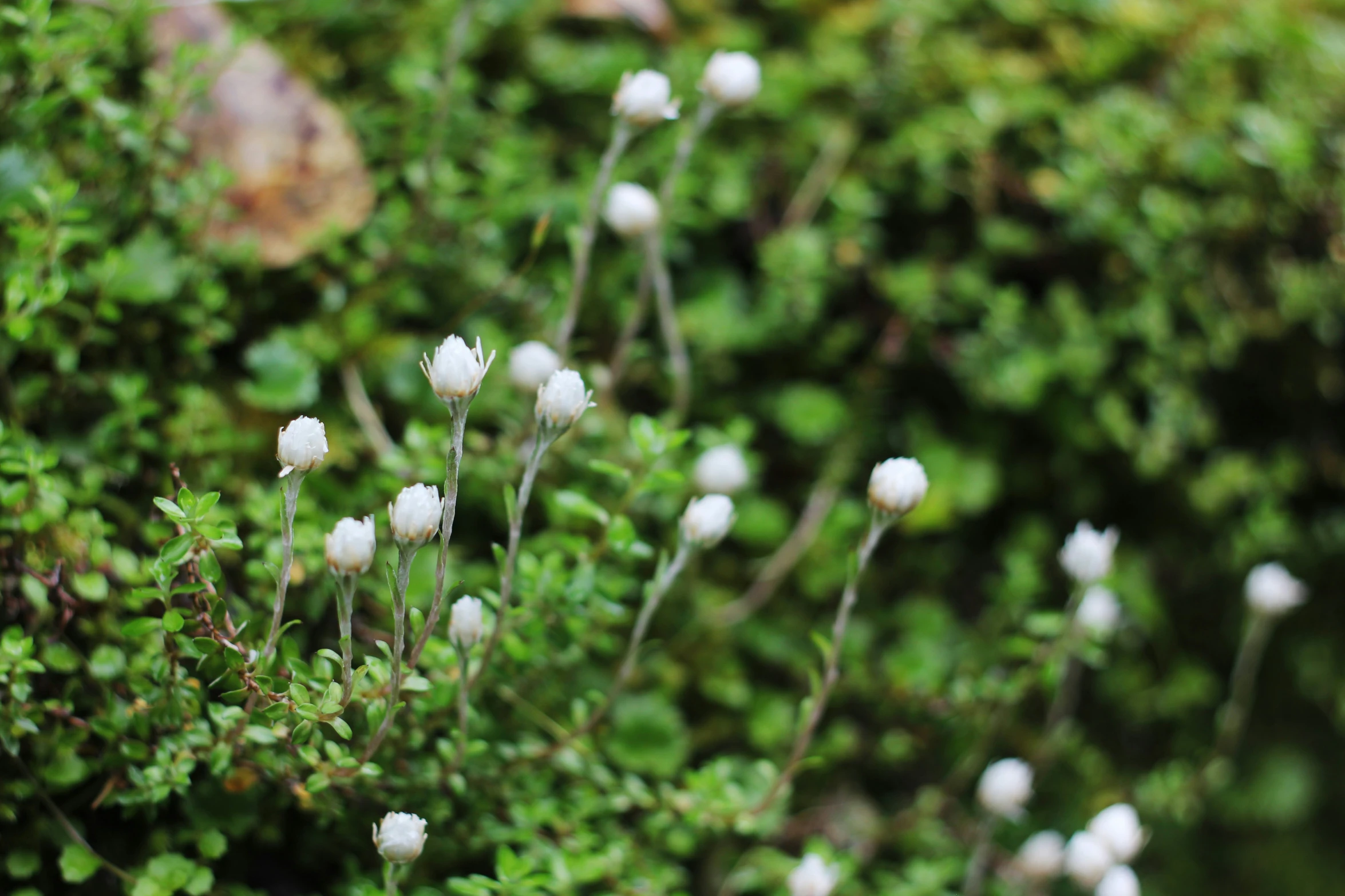 the white flowers are blooming on the bush