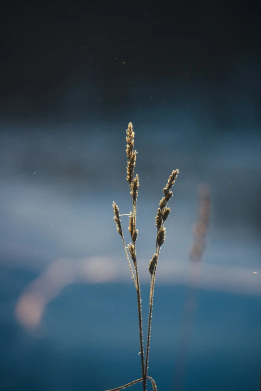 closeup of frosted grass in the water