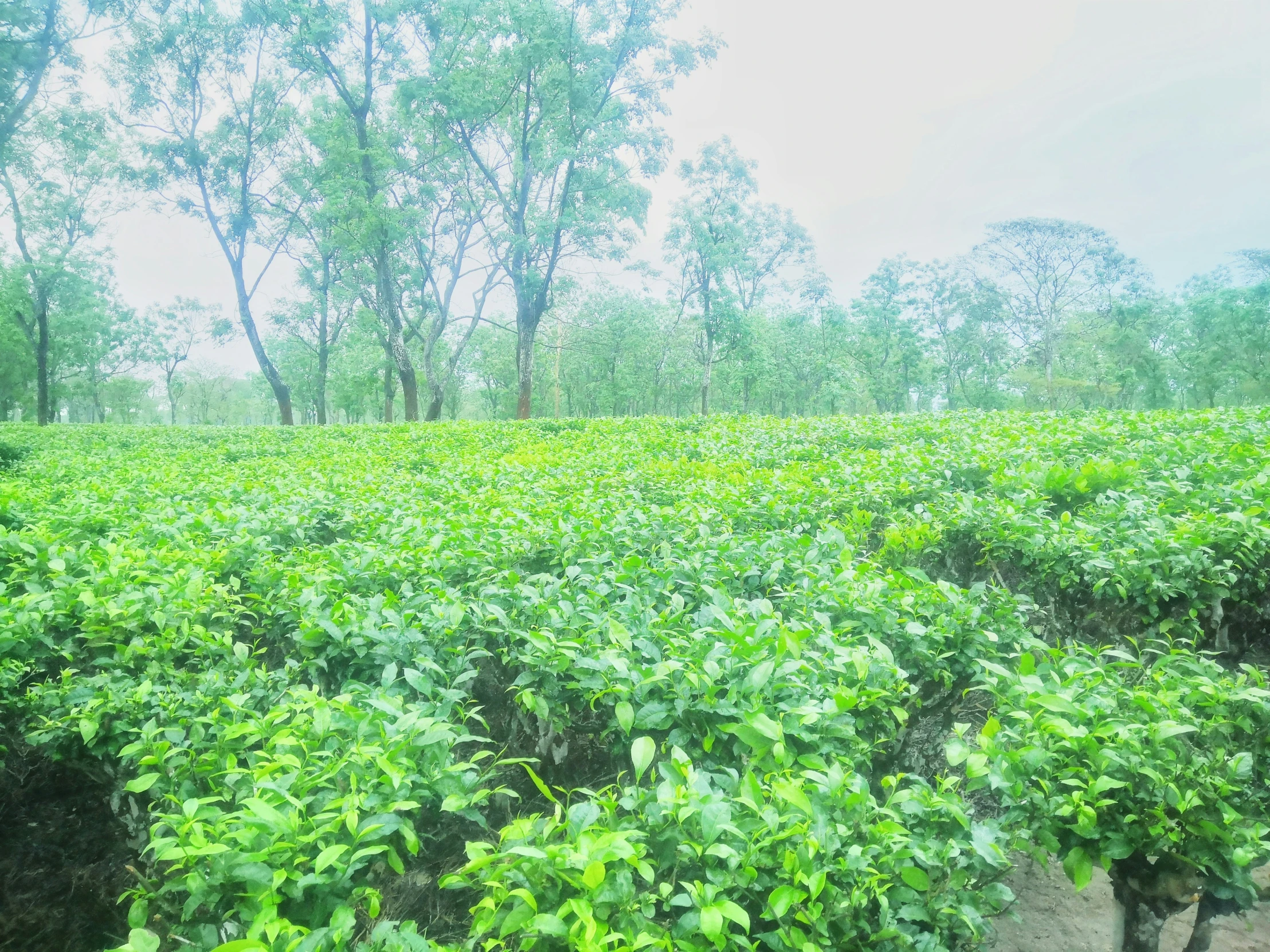 a field full of green plants on a rainy day