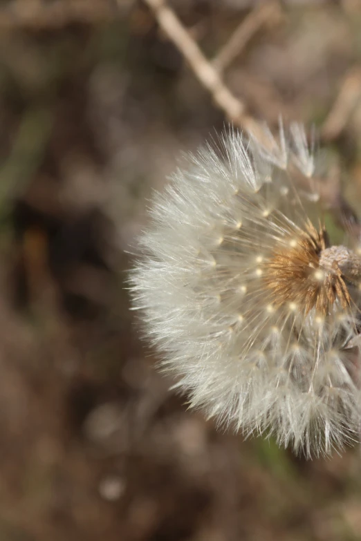 the dandelion is just out on a field