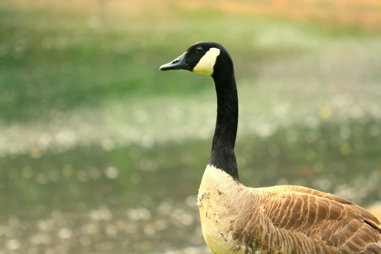 a close - up of a goose with it's feathers extended