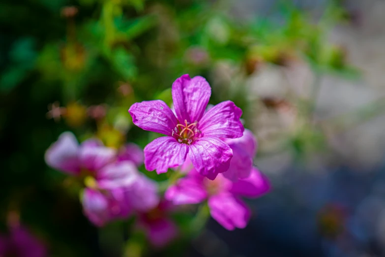 a pink flower with purple stamen on it