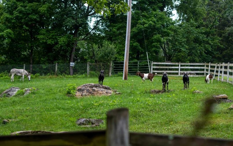 the animals in this pasture are enjoying the day