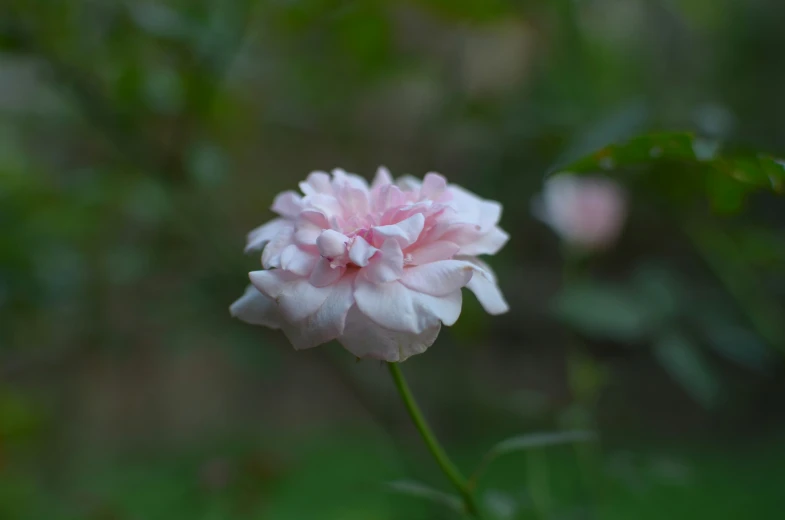 a pink flower stands alone near leaves