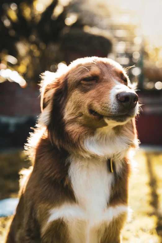 a brown and white dog sitting outside