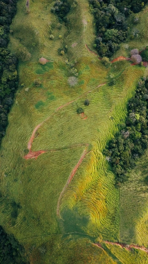 an aerial view of the forest's terrain is seen from the air