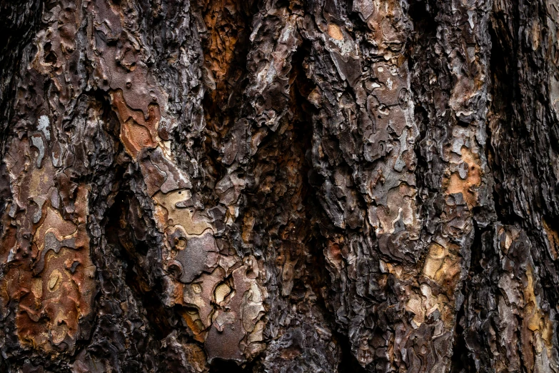 a close up s of a tree trunk