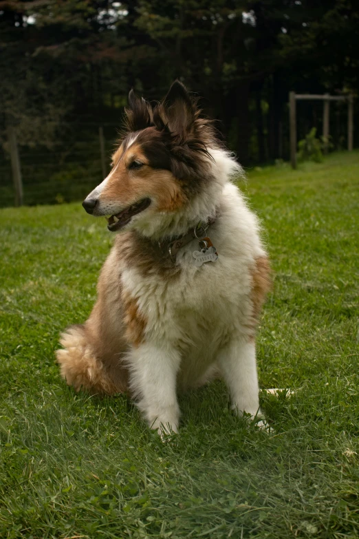 the shetland sheep dog is sitting on the grass