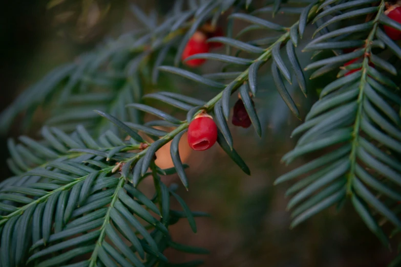 two red berries hanging from the nch of a tree