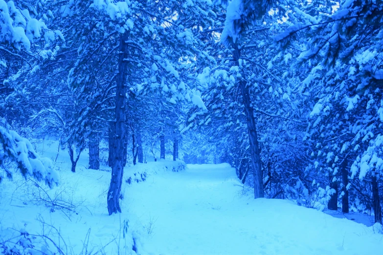 an image of a snowy path in the woods