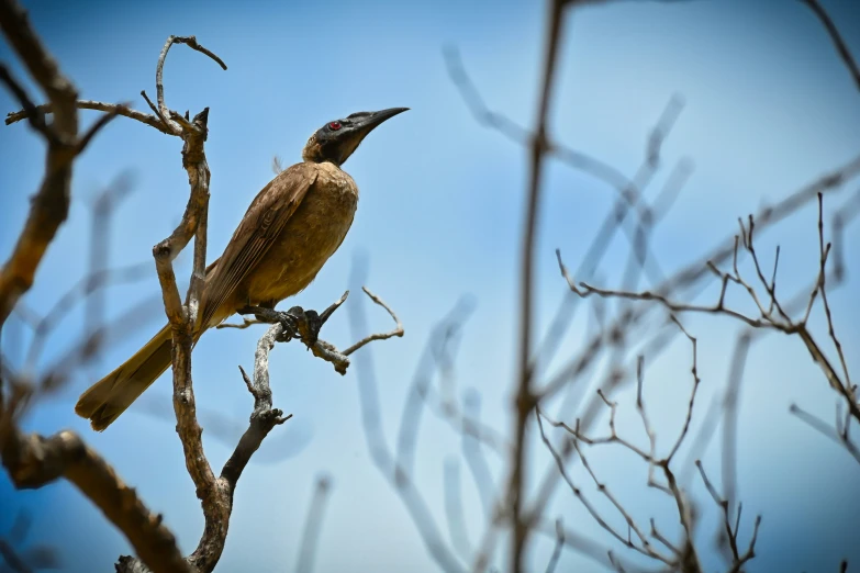 a bird perched on top of a leafless tree