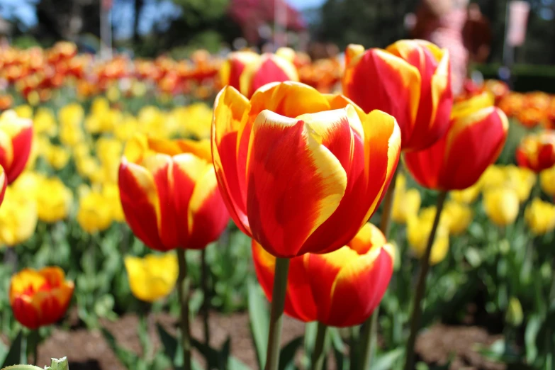 many red and yellow flowers in a garden