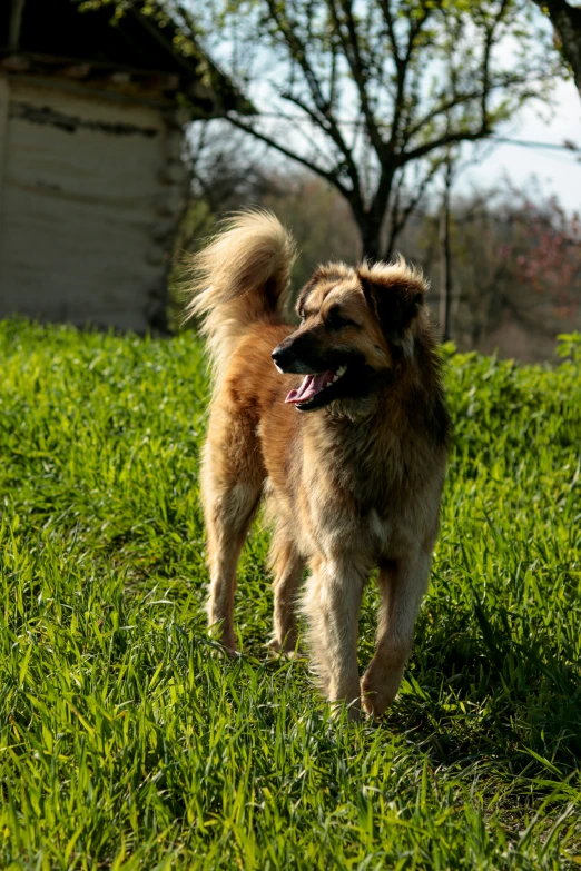 a dog that is walking in the grass