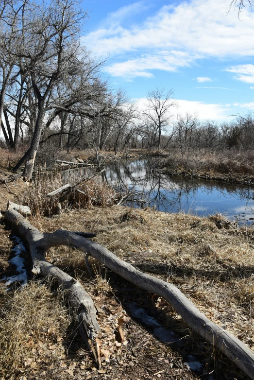 a tree and a pond are pographed in the wild