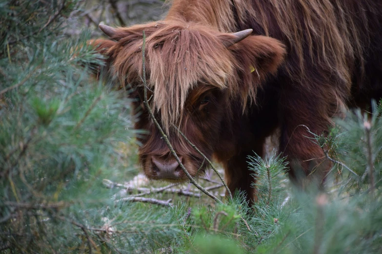 a brown and white animal standing in a forest