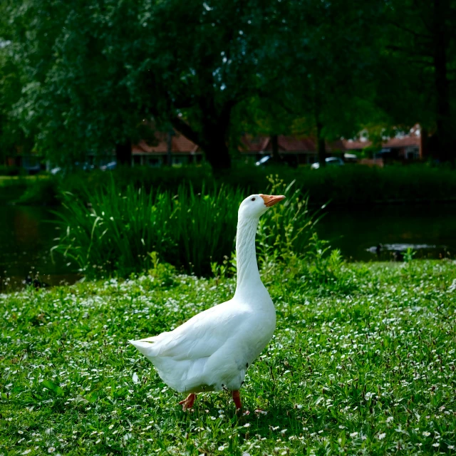 the duck is walking in the grass near the water