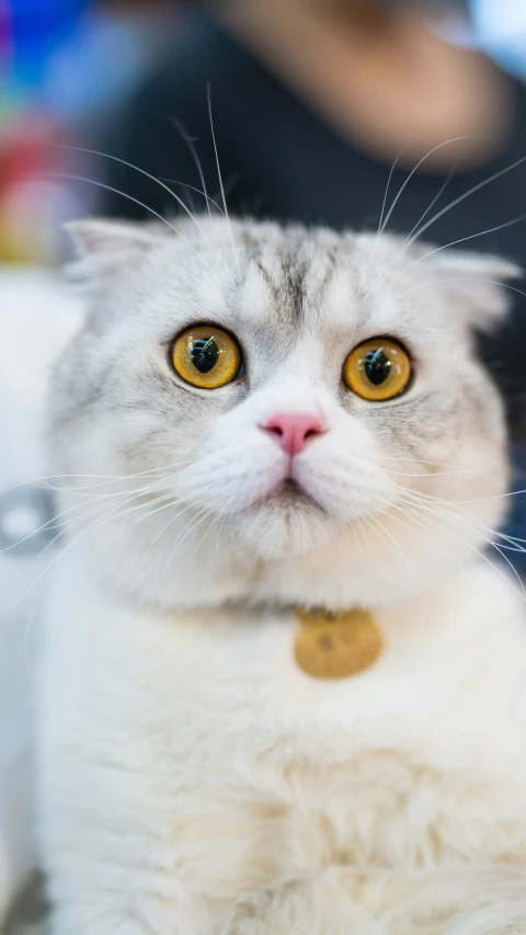 a white cat sitting on top of a counter