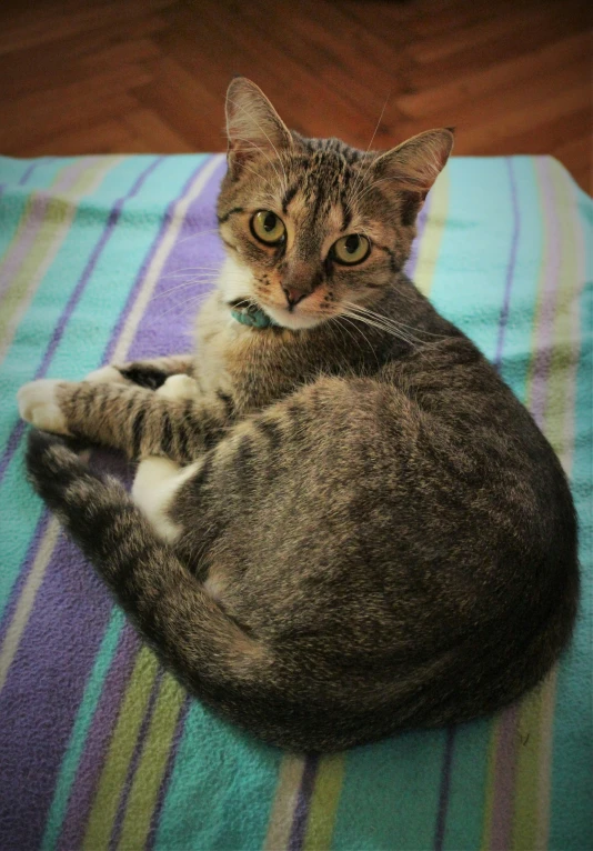 a cat is sitting in a blanket on the floor