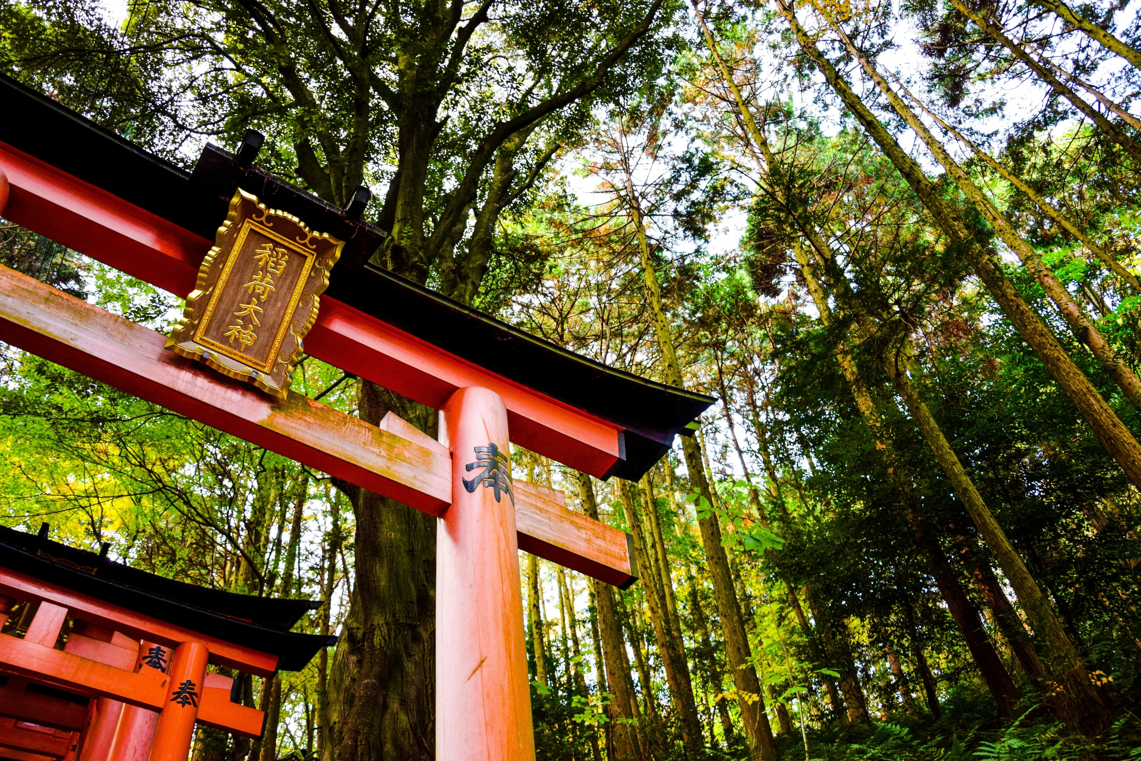 a torin gate stands at the edge of a wooded area