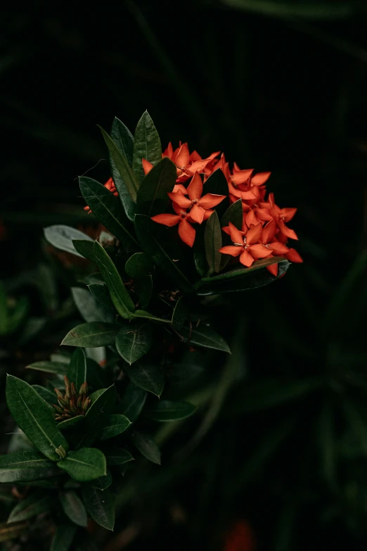 the bright orange flowers are growing in the dark